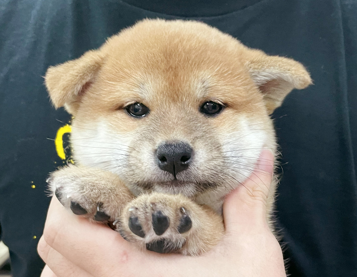 柴犬寶寶 萌犬寵物店