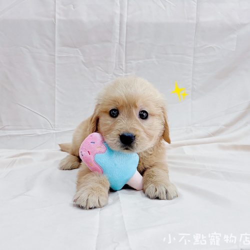 黃金獵犬寶寶