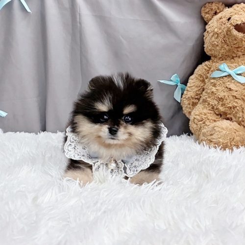 大理石四目博美寶寶