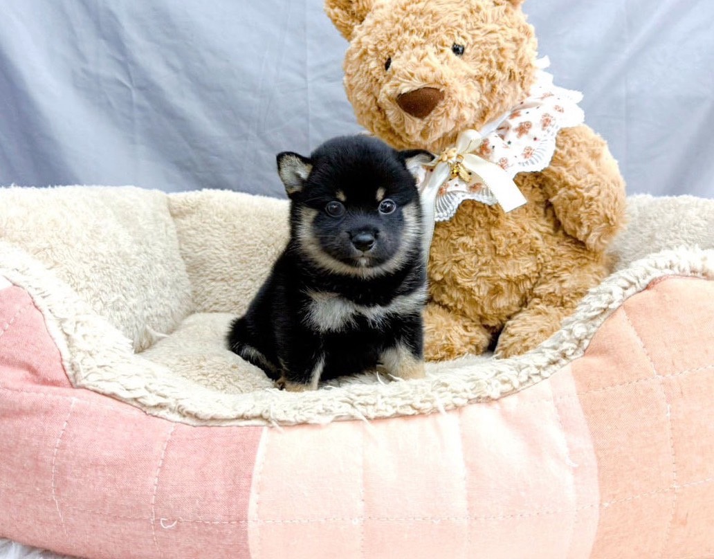 柴犬寶寶– 小不點寵物店